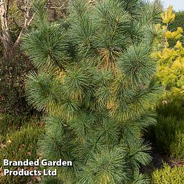 Pinus x schwerinii Wiethorst