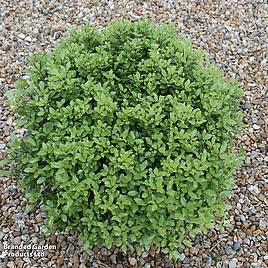 Pittosporum tenuifolium Beach Ball