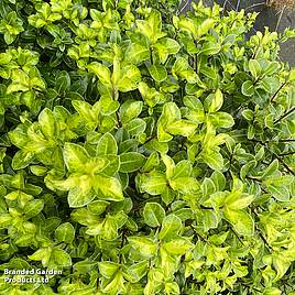 Pittosporum tenuifolium Golden Ball