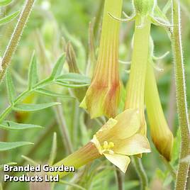 Polemonium pauciflorum Sulphur Trumpets