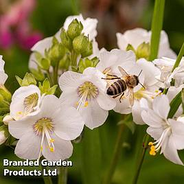 Polemonium caeruleum Album