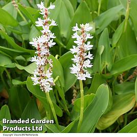 Pontederia cordata Alba (Marginal Aquatic)