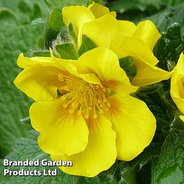 Potentilla megalantha Gold Sovereign