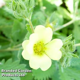 Potentilla recta Warrenii