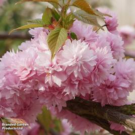 Prunus Kiku-shidare-zakura