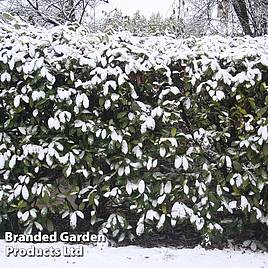 Prunus laurocerasus Novita (Hedging)