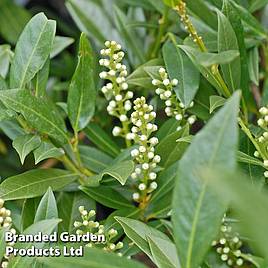 Prunus laurocerasus Otto Luyken (Hedging)