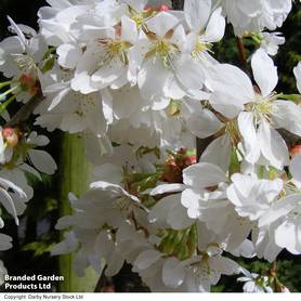 Prunus Snow Showers