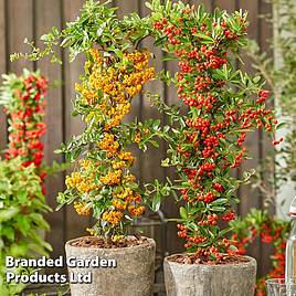 Pyracantha coccinea Star Duo