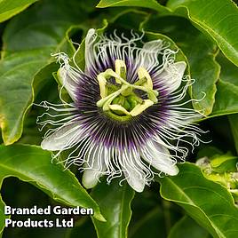 Passiflora edulis Frederick