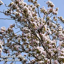 Prunus Amanogawa