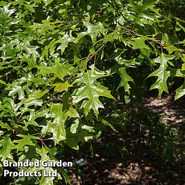 Quercus palustris Green Pillar