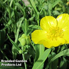 Ranunculus lingua Grandiflorus (Marginal Aquatic)