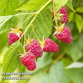 Raspberry Imara (Autumn fruiting)