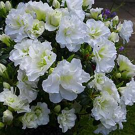 Rhododendron Snow Pearl (Azalea Group)