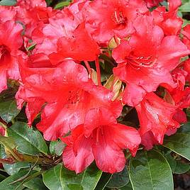 Rhododendron Bengal