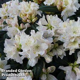 Rhododendron Dora Amateis