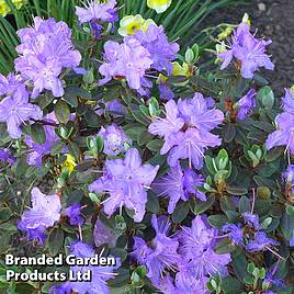 Rhododendron Ramapo