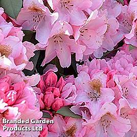 Rhododendron Bashful Yakushimanum Hybrid