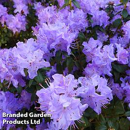 Rhododendron Dwarf Blue