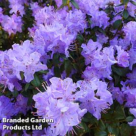 Rhododendron Blue Diamond