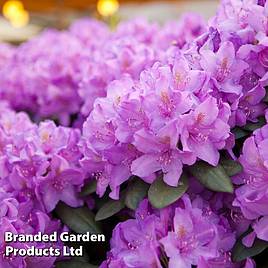 Rhododendron Catawbiense Grandiflorum