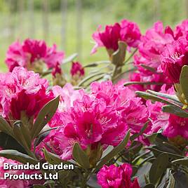 Rhododendron Connie