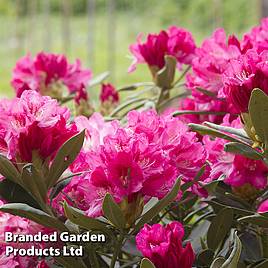 Rhododendron Conny (Azalea Group)