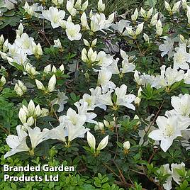 Rhododendron Crane