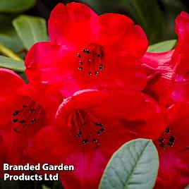 Rhododendron Elizabeth