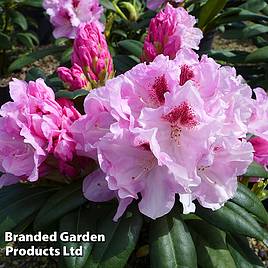 Rhododendron Flanagans Daughter Yakushimanum Hybrid