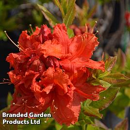 Rhododendron Gibraltar (Azalea Group)