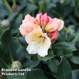 Rhododendron Horizon Monarch