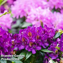 Rhododendron Hybrid Purple