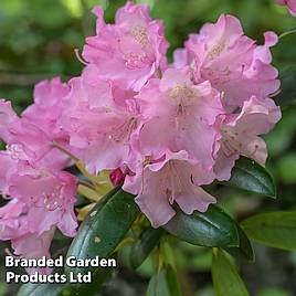 Rhododendron Kalinka