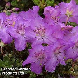 Rhododendron Dwarf Keleticum