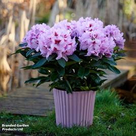 Rhododendron XXL Lila Flame