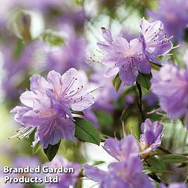 Rhododendron Moerheim