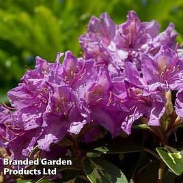 Rhododendron Molten Gold