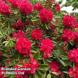 Rhododendron Markeetas Prize