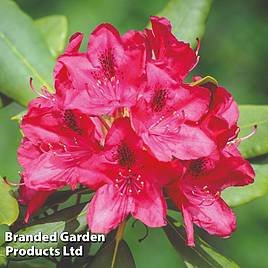 Rhododendron Nova Zembla