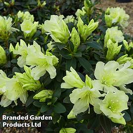 Rhododendron Patty Bee