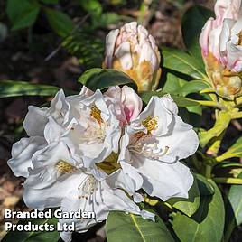 Rhododendron Hachmanns Porzellan