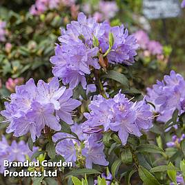 Rhododendron Praecox