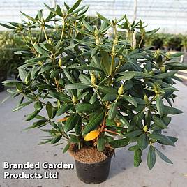 Rhododendron Roseum Elegans