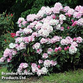 Rhododendron Silberwolke