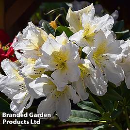 Rhododendron Silver Sixpence