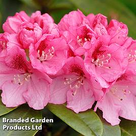 Rhododendron Sneezy