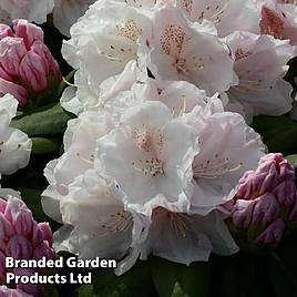 Rhododendron Snow Crown Yakushimanum Hybrid