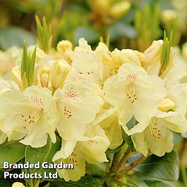 Rhododendron Swift